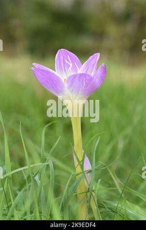 Meadow Saffron - Colchicum autumnale Stock Photo