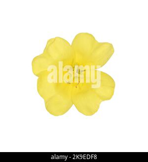 Common Evening-primrose - Oenothera biennis Stock Photo