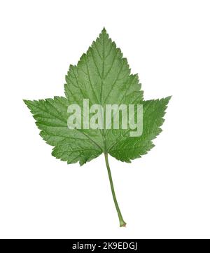 Black Currant - Ribes nigrum Stock Photo