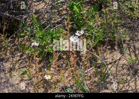 Group of white flowering Sundews (Drosera cistiflora) in natural habitat near Malmesbury in the Western Cape of South Africa Stock Photo