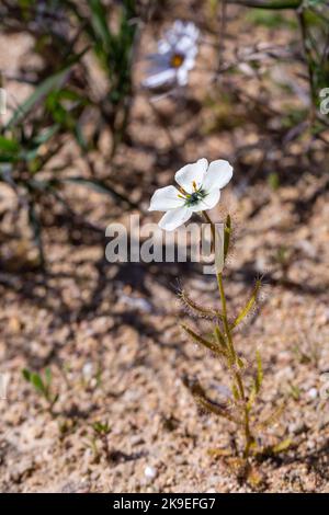 Portrait of a single white flowering Sundew (Drosera cistiflora) taken near Malmesbury in the Western Cape, Carnivorous plants Stock Photo