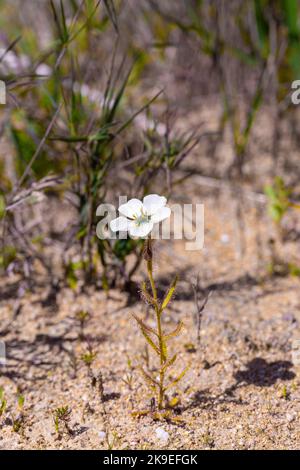 Single Drosera cistiflora, a carnivorous plant from the Sundew family, in natural habitat near Malmesbury in South Africa Stock Photo