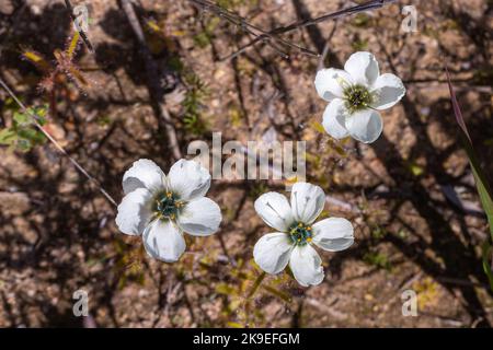 Three white flowers of Drosera cistiflora near Malmesbury in the Western Cape of South Africa Stock Photo