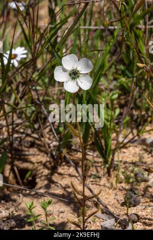 Portrait of a single white flowering Drosera cistiflora seen in natural habitat near Malmesbury in the Western Cape of South Africa, Carnivorous plant Stock Photo