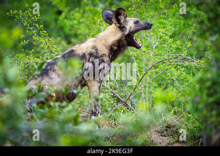 African wild dog, African painted dog, painted wolf or African hunting dog (Lycaon pictus) yawning. Mpumalanga. South Africa. Stock Photo