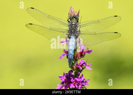Black-tailed skimmer Orthetrum cancellatum Dragonfly Male Perching On Purple loosestrife Flower Dragonfly Wildlife Orthetrum Blue Body Insect Wings Stock Photo