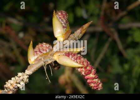 Black Poplar Tree Catkins Stock Photo