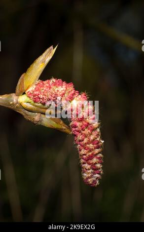Black Poplar Tree Catkins Stock Photo
