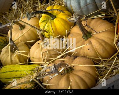 Harvested pumpkins, squashes and gourds in a wooden crate packed with straw, hardening-off for winter storage. Stock Photo