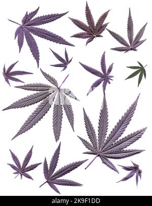 Cannabis leaf illustration. The idea for a tattoo Stock Vector Image & Art  - Alamy