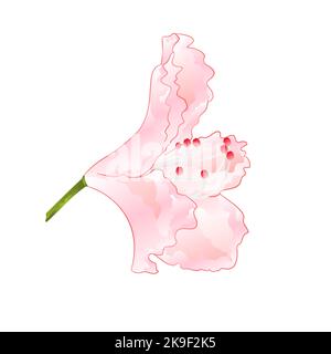 Light pink rhododendron flower shrub vintage  vector illustration editable hand draw Stock Vector