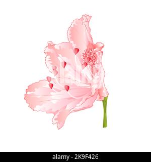 Rhododendron flower Light pink  vintage  vector illustration editable hand draw Stock Vector