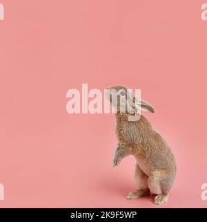 Decorative rabbit pygmy rex on a pink background. Easter banner with copy space Stock Photo