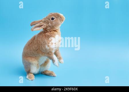 Greeting Easter card with cute bunny and space for text or product. Decorative dwarf rex rabbit on a blue background Stock Photo