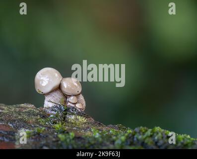 fied small mushrooms, fungi. Look like a little family. Stock Photo