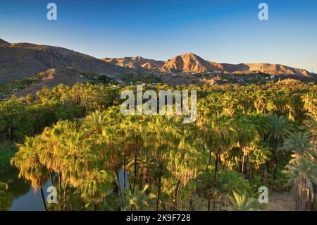 Fan palms over Arroyo Santa Rosalia, at sunrise, Mulege, Baja California Sur, Mexico Stock Photo