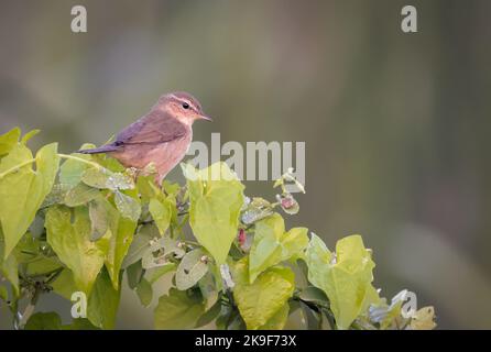 The dusky warbler is a leaf warbler which breeds in the east Palearctic. Stock Photo