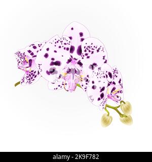 Stem orchids flowers with dots purple and white  Phalaenopsis tropical plant vintage vector botanical illustration for design editable hand draw Stock Vector