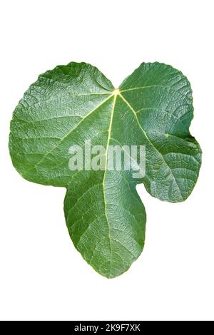 Fig leaf (ficus carica) cut out and isolated on a white background, stock photo image Stock Photo