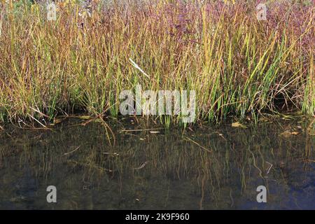 Typical common wild reeds and grasses growing along the shoreline Stock ...