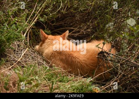 ginger cat sleeping in a bush Stock Photo