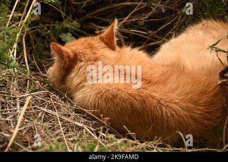 ginger cat sleeping in a bush Stock Photo