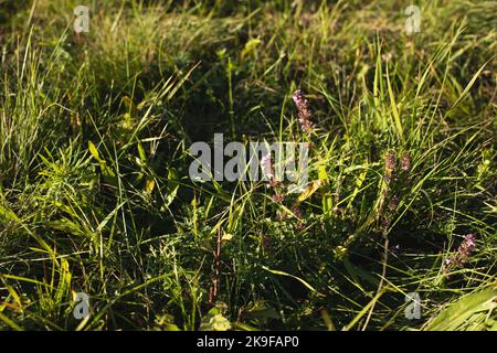 Thyme flowers on the meadow.Sunny day in autumn. Stock Photo