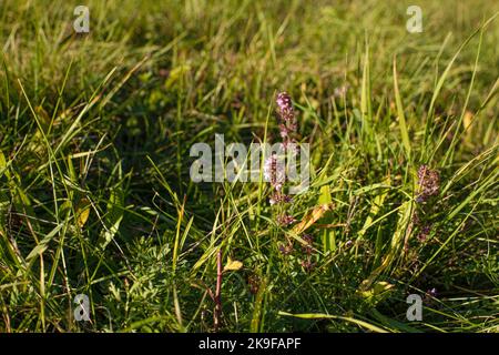 Thyme flowers on the meadow.Sunny day in autumn. Stock Photo