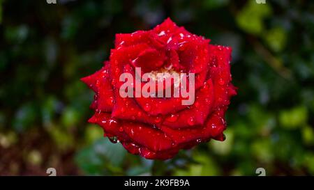 Red rose. Evergreen rose blooming in spring. Red rose blooming on its branch. Stock Photo