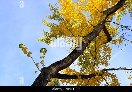 gingko tree with yellow colored leaves against blue sky, autumn concept Stock Photo