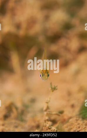 Tiny macro juvenile Dollar Sunfish staring at camera . Stock Photo