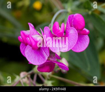 SWEET PEA Lathyrus Odoratus Stock Photo