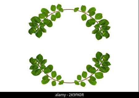 leaf vine circle isolates on a white background Stock Photo