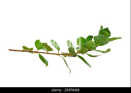 leaf vine isolates on a white background Stock Photo