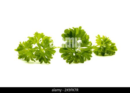Group of green fresh parsley leaves isolated on white background Stock Photo