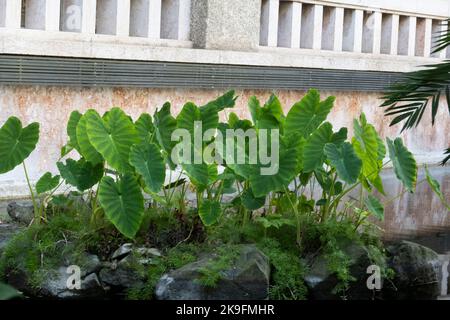 Close up view of the Elephant Ears (Taro) - Colocasia esculenta large plant leafs. Stock Photo