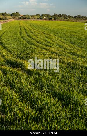 Rice fields plantations landscape located on Carrasqueira village, Portugal. Stock Photo