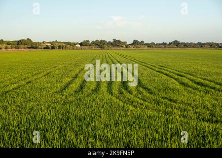 Rice fields plantations landscape located on Carrasqueira village, Portugal. Stock Photo