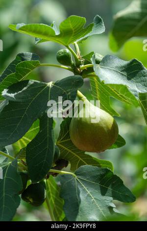 Ficus carica 'Angélique', Edible fig growing on the tree Stock Photo