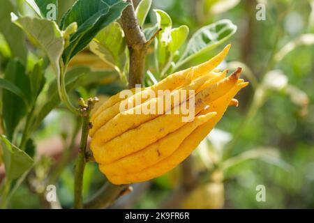 Citrus medica sarcodactylis, Buddha's hand, Buddha's hand citron, Citrus Buddha's Hand, Citrus medica Cidro Digitado, Citrus medica digitata Stock Photo
