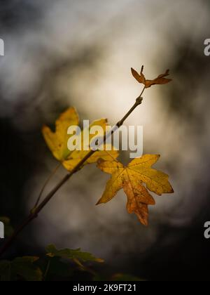 Yellow maple tree leaves against moody background. Stock Photo