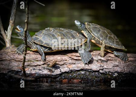 A Male and Female set of Painted Turtle's enjoying the summer sunshine on a floating log in the Rideau Canal. Stock Photo