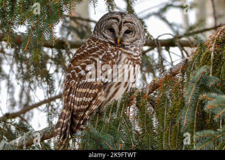 A beautiful Barred Owl resting high in the branches of a Pine Tree on a cold winter day. Stock Photo