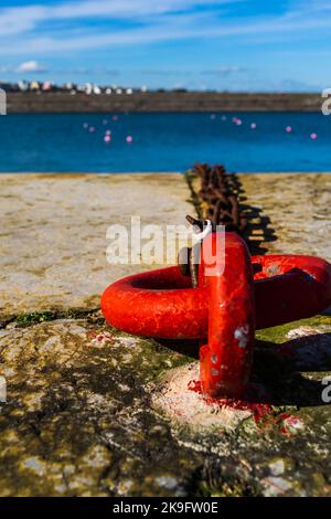 Orange mooring ring with chain attached on quayside in Donaghadee Northern Ireland Stock Photo