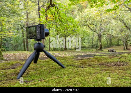 A compact photo camera mounted on a lightweight travel tripod for photographing a forest in autumn Stock Photo