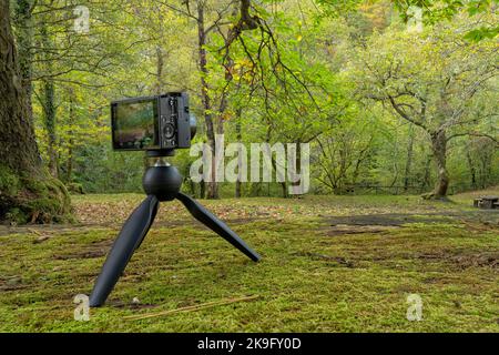 A compact photo camera mounted on a lightweight travel tripod for photographing a forest in autumn Stock Photo