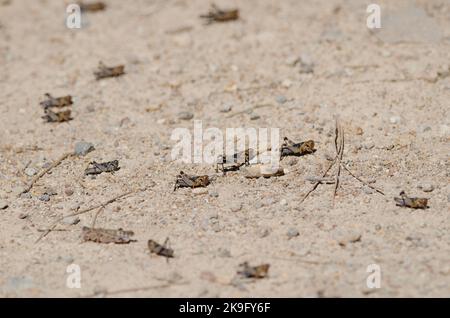 Nymphs of Moroccan locust Dociostaurus maroccanus. Cruz de Pajonales. Integral Natural Reserve of Inagua. Tejeda. Gran Canaria. Canary Islands. Spain. Stock Photo