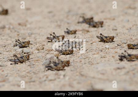 Nymphs of Moroccan locust Dociostaurus maroccanus. Cruz de Pajonales. Integral Natural Reserve of Inagua. Tejeda. Gran Canaria. Canary Islands. Spain. Stock Photo