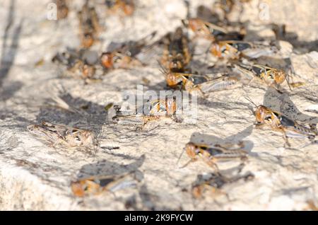 Nymphs of Moroccan locust Dociostaurus maroccanus. Cruz de Pajonales. Integral Natural Reserve of Inagua. Tejeda. Gran Canaria. Canary Islands. Spain. Stock Photo