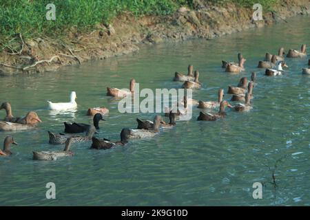 Female Мallard duck (Аnas platyrhynchos) swimming in the lake and her recently hatched ducklings Stock Photo